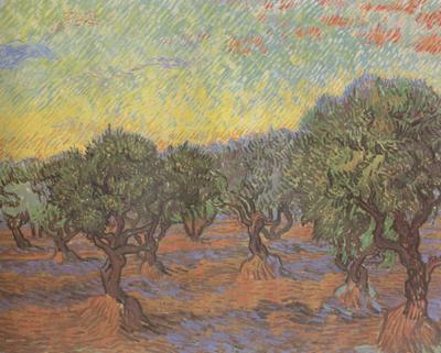 Vincent Van Gogh Olive Grove:Orange Sky (nn04) oil painting image